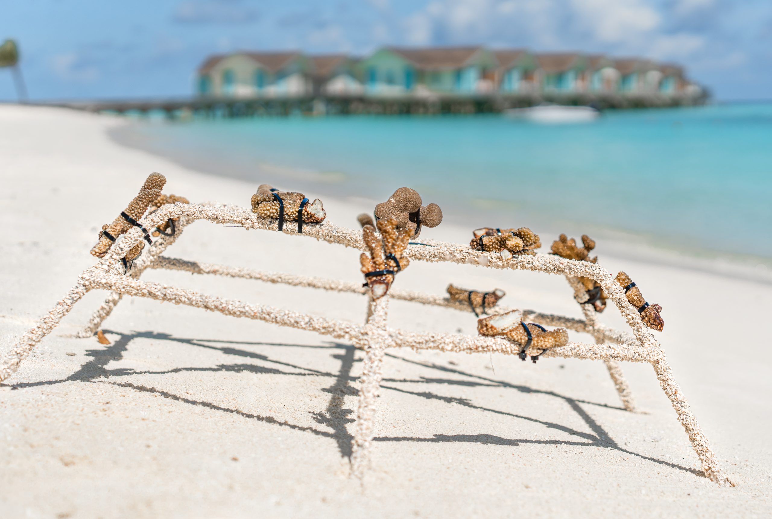 Coral Restoration (3)